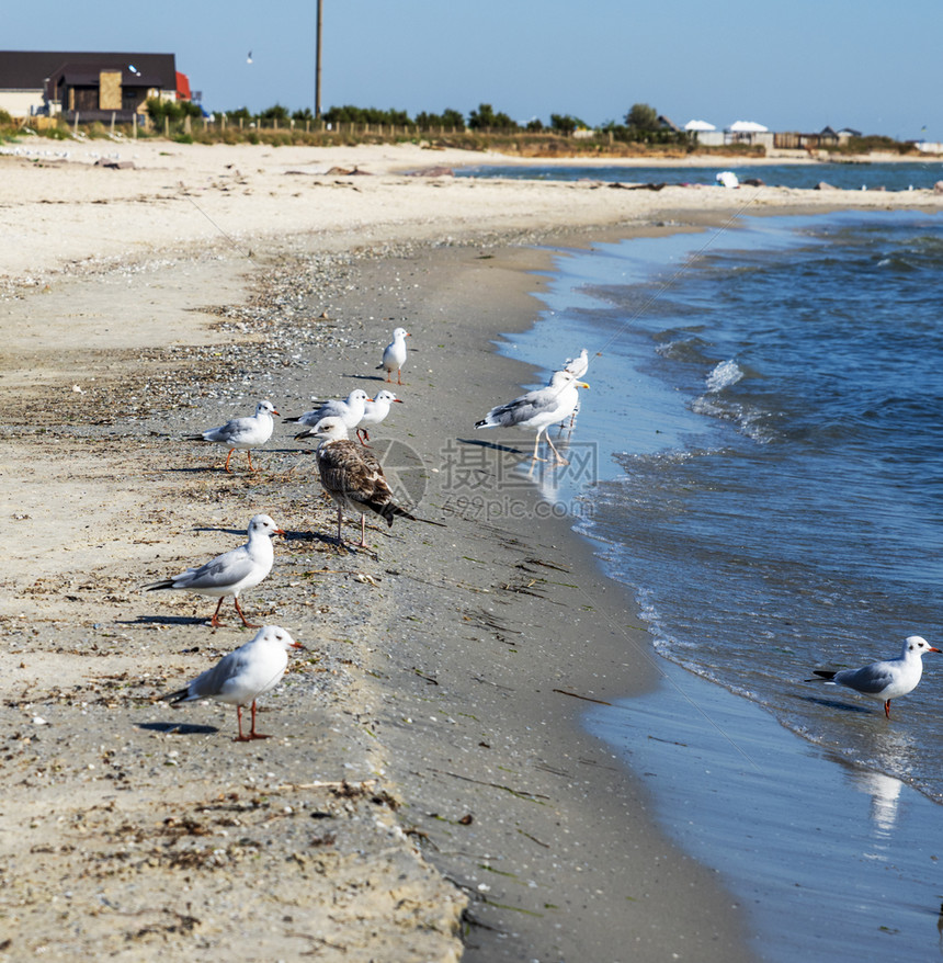 乌克兰铁港村一个夏日一群白鸥站在黑海的沙滩上图片