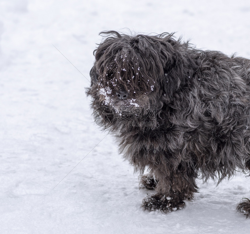 一只黑毛小狗的肖像动物站在白雪上图片