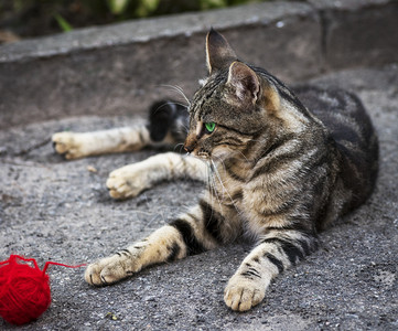 青灰色小猫躺在街上眼睁看着夏日背景图片