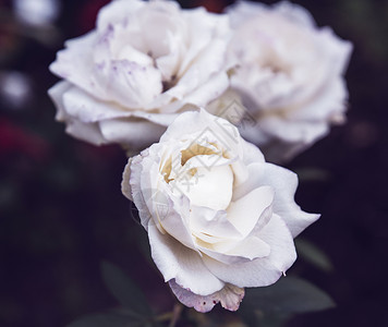 花园里盛开的白玫瑰古老花朵图片