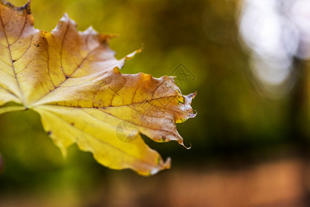 秋季抽象背景黄色的叶模糊背景图片