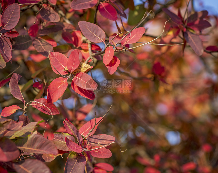 秋天Cotinuscoggygria的红叶关闭复制空间图片