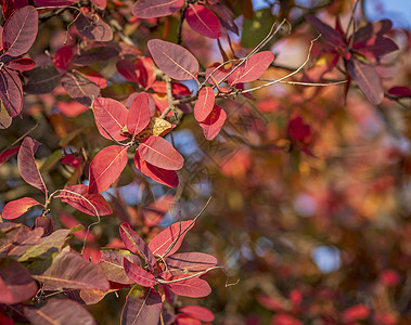 黄栌树秋天Cotinuscoggygria的红叶关闭复制空间背景