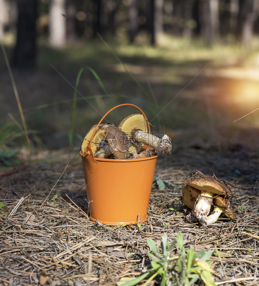 秋天下午在森林中部的橙铁桶里在一片橙色铁桶里用可食森林蘑菇喂的图片