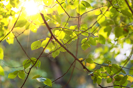 秋天下午阳光有绿树叶的枝图片