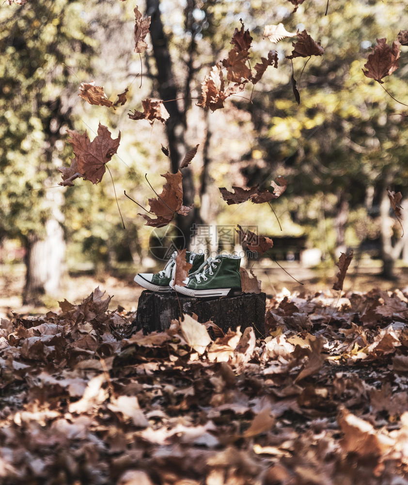 古老的绿色纺织运动鞋站在秋天森林中间的树桩上图片