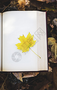黄色叶位于书首视的空白页上图片