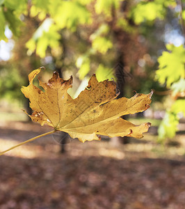 秋季抽象背景黄色的叶关闭图片