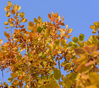 黄栌树秋天的清蓝空紧闭背景