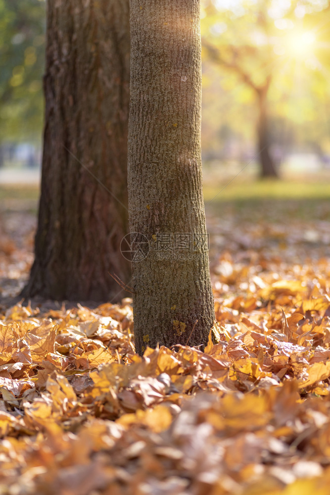 树干和落下的黄叶在阳光中的公园里图片
