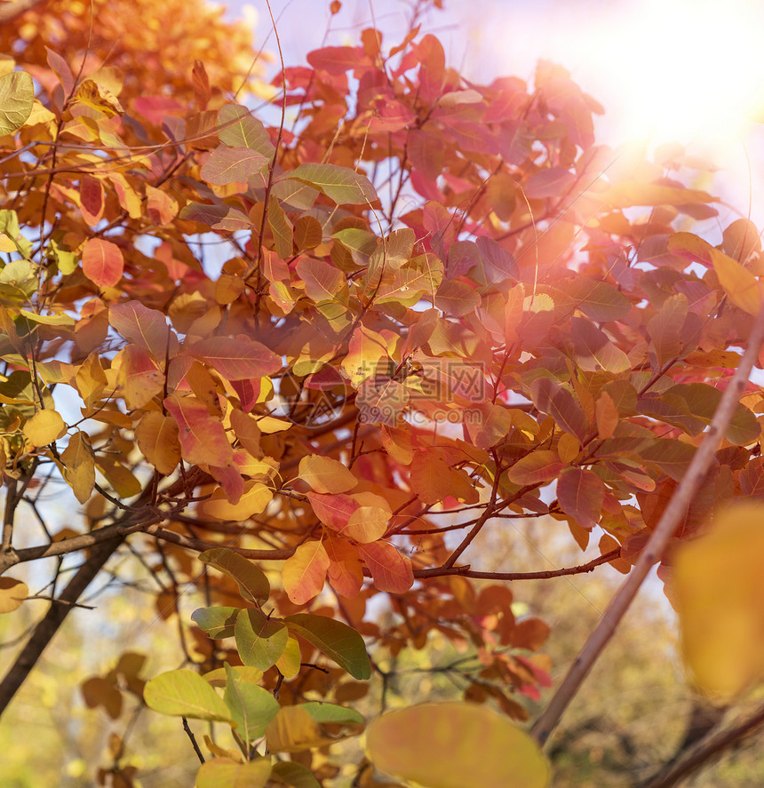 黄栌的黄叶在秋天被遮住关闭图片