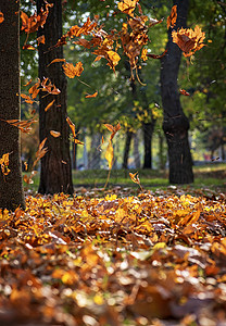 乌克兰秋天公园落的干燥山坡叶图片