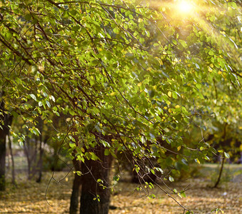 秋天下午阳光有绿树叶的枝图片