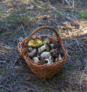 棕色圆篮子里的可食用野生蘑菇最佳景色图片