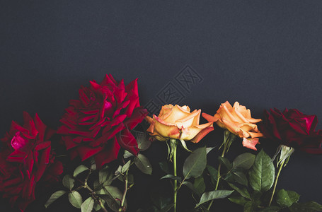 黑色背景的五朵盛开玫瑰古老盛装复制空间图片