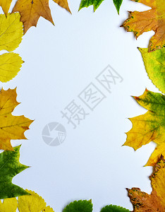 中间空的白色背景淡绿和黄的叶背景图片