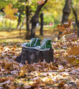 秋天下午在公园的树桩上站在一块树桩上图片