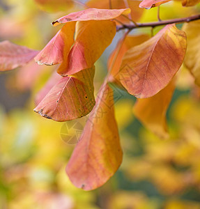 秋天CotinusCoggygria的橙树叶关闭有选择地聚焦图片