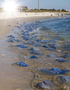 黑海沙岸上许多死水母夏季日乌克兰图片