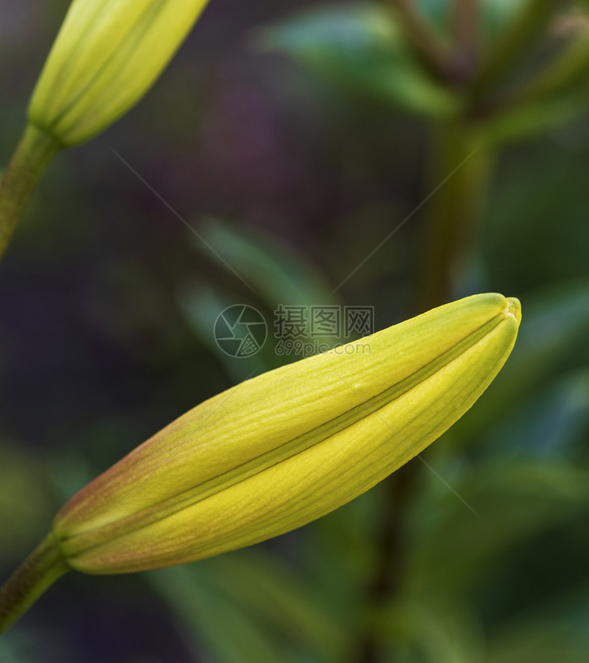 夏日的黄李芽关闭图片