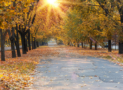 秋天下午在城市公园的树木中间有黄叶的柏油沥青步行道图片