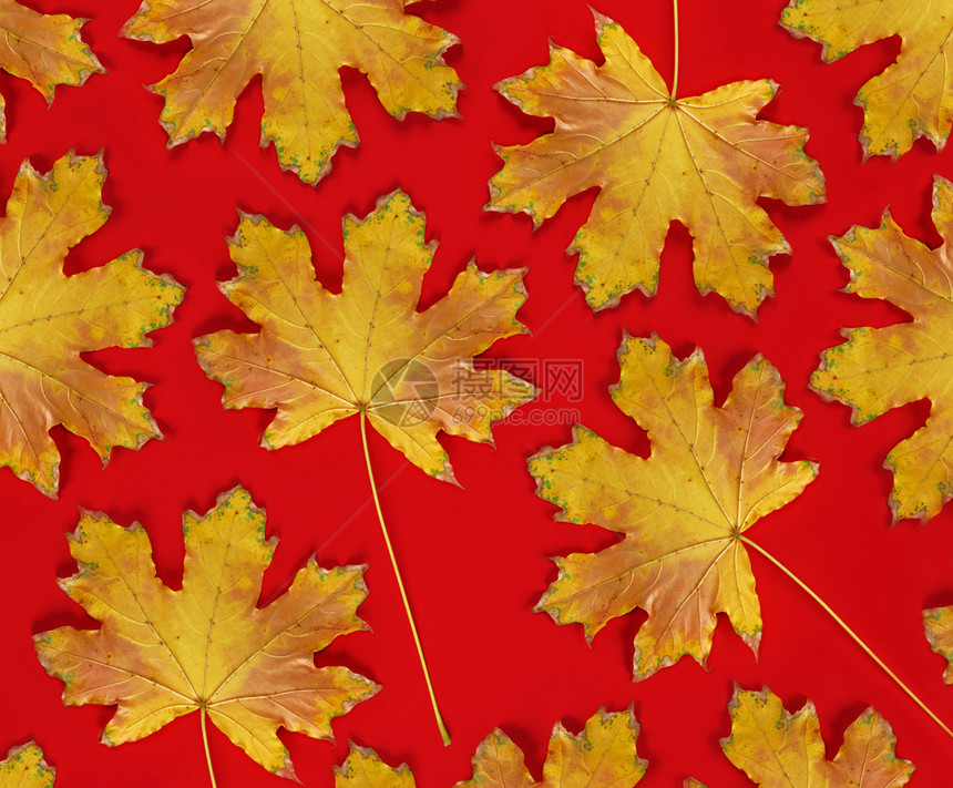 红色背景有干黄色的红树叶秋背景图片