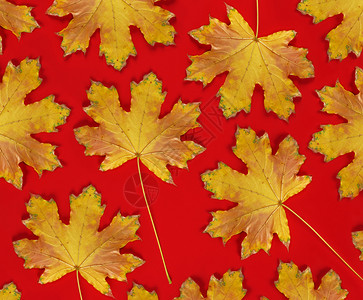 红色背景有干黄色的红树叶秋背景图片