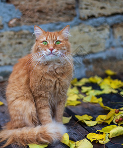 大红猫坐在秋天的树叶中看着摄像机图片