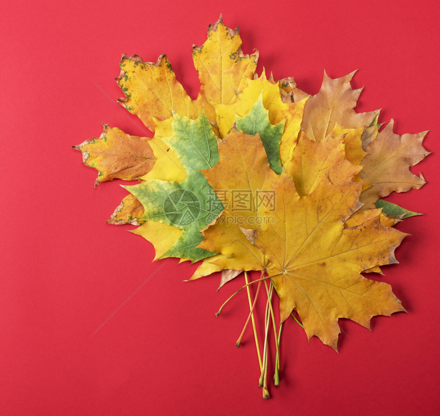 红色背景的黄和绿红树叶秋集图片