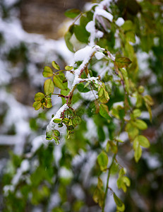 玫瑰枝的叶有绿色子上面有一层雪是冬日背景图片