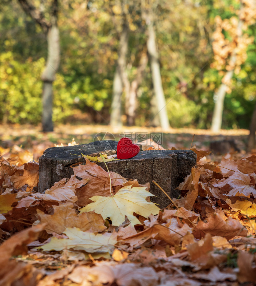 红木心躺在秋天公园中间的树桩上图片
