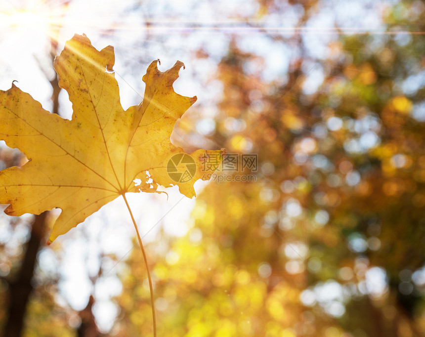 秋季抽象背景黄色的叶关闭图片