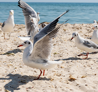 夏天阳光明媚的日子里海滩上的鸥群乌克罗亚黑海高清图片