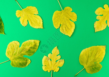 绿色背景的黄柳树叶和绿色草莓树叶图片
