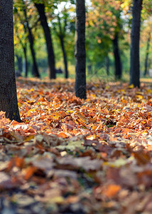 秋市公园地面上有树木和干黄叶乌克兰赫尔森图片
