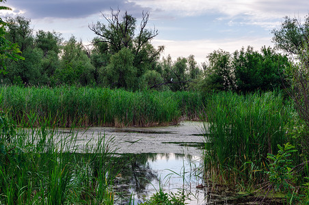 乌克兰赫尔松一个夏日的傍晚第聂伯河的景色和绿色的芦苇丛背景图片
