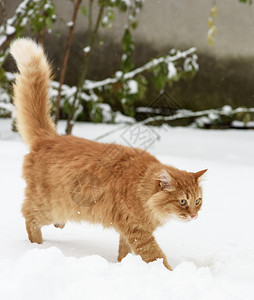 大红猫在外面的雪中行走图片