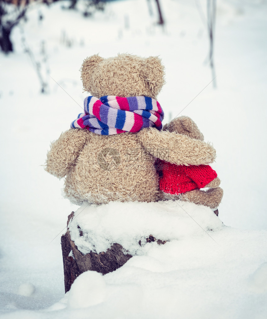 两只特迪棕熊坐在树桩上抱看着距离回到镜头前冬日图片