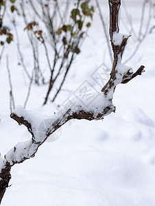 冬日白雪覆盖葡萄枝图片