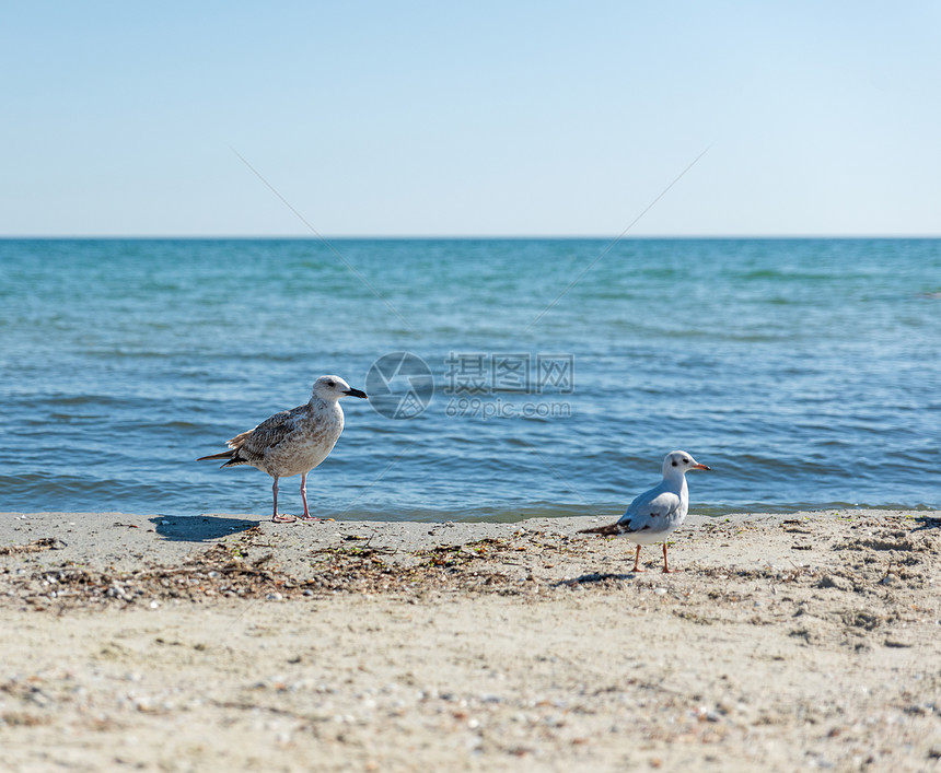 夏天阳光明媚的日子里海滩上的鸥乌克兰图片