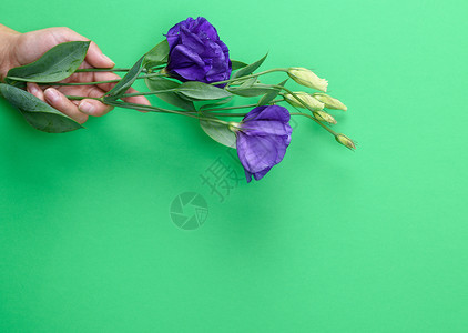 女手握着一朵花的树枝乌斯托马利西安图斯蓝芽在绿色背景上复制空间图片