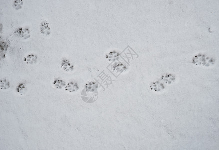 白雪上的狗足迹顶部的浮雪图片