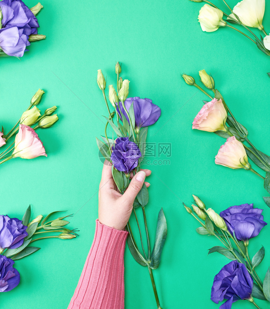 穿着粉红色毛衣的女手拿着一朵花的枝子乌斯托玛图片