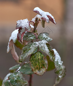 玫瑰枝的叶有绿色子上面有一层雪是冬日图片