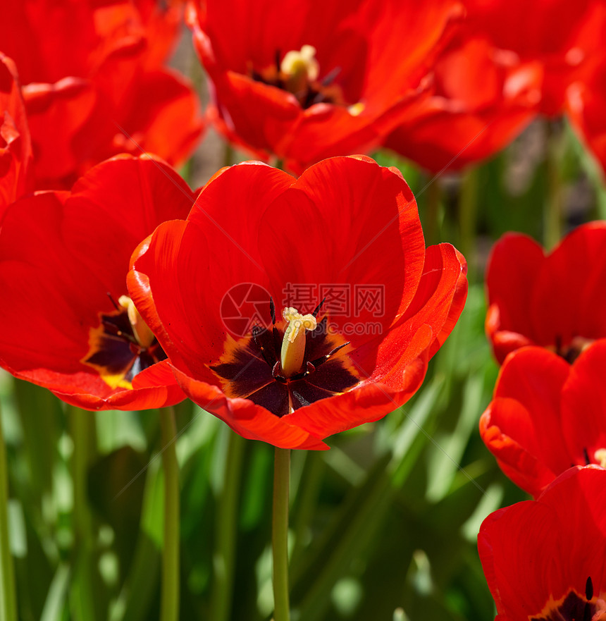 红色郁金香花的鲜芽黄紧闭图片