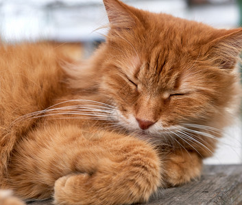 红色成年猫长着大胡子睡在球里卷起来背景图片