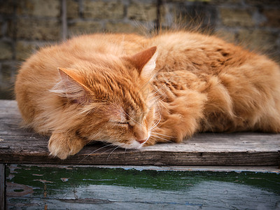 成年红毛猫睡在街上卷着关图片