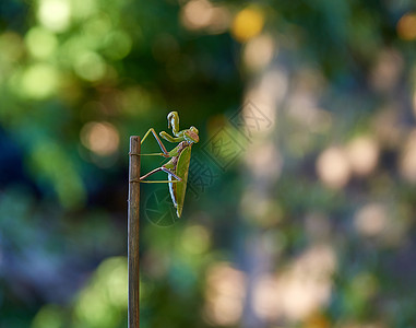 绿色大蚂蚁爬上棍子绿色背景模糊带有bokeh背景图片