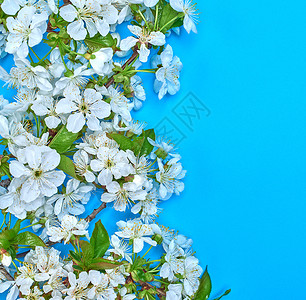 蓝色背景白樱花复制空间图片