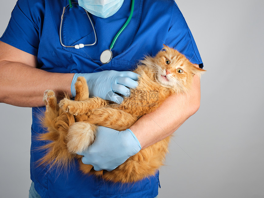 穿蓝制服的医生穿蓝制服的兽医拿着一只毛的红猫长着白色背景的笑脸图片